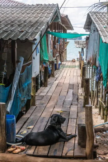 dog fishing village dan sawit - chumphon