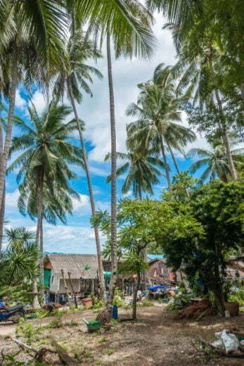 coconut trees arrival fishing village dan sawit - chumphon