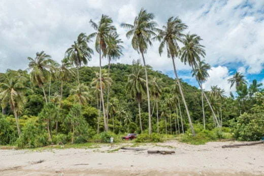 coconut trees lokkam bay dan sawit - chumphon province
