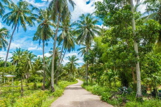 coconut trees small road dan sawi - chumphon