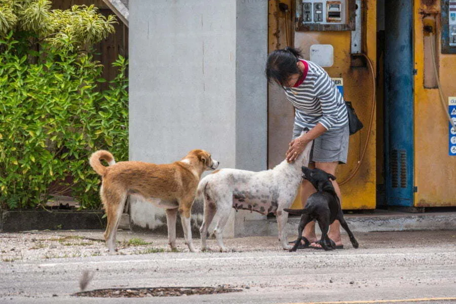 jitima and the dogs district dan sawit