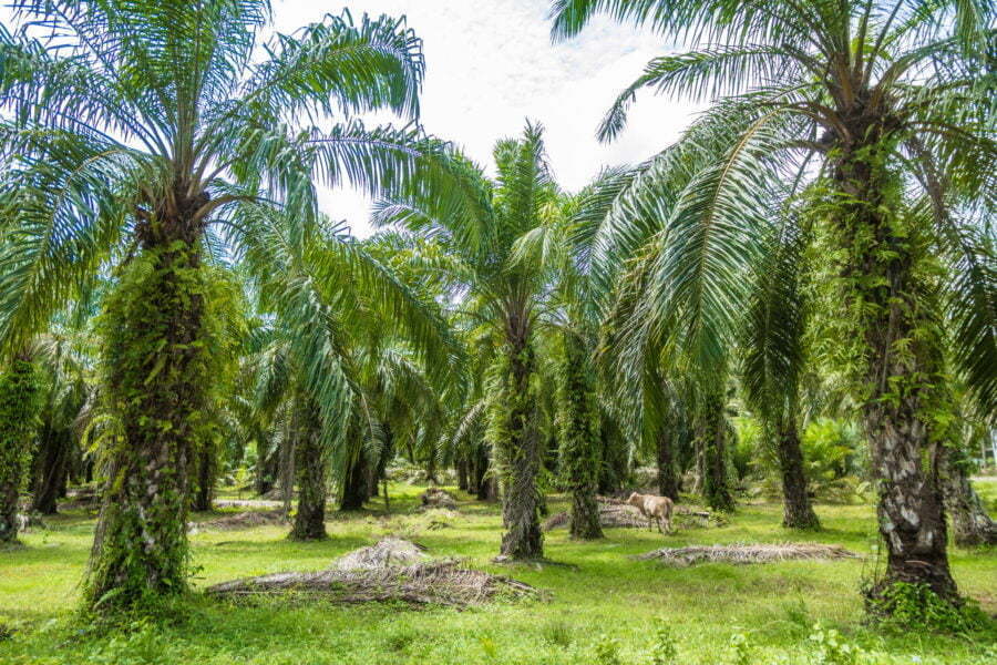 palmeraie district dan sawi - province chumphon