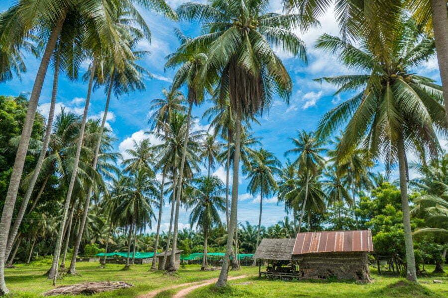 paysage district dan sawi - province chumphon