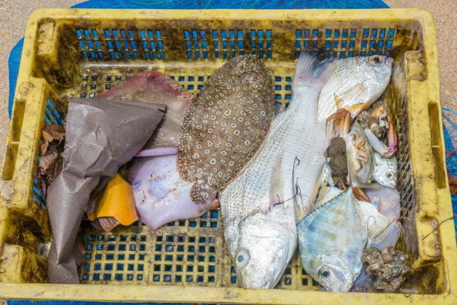 Catch of the day Lok Phae beach - Chumphon