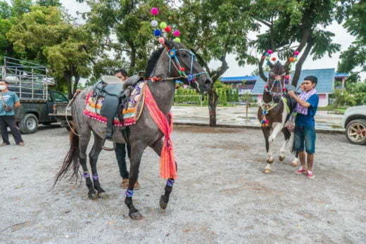 horses participating in kathina kanchanaburi ceremony