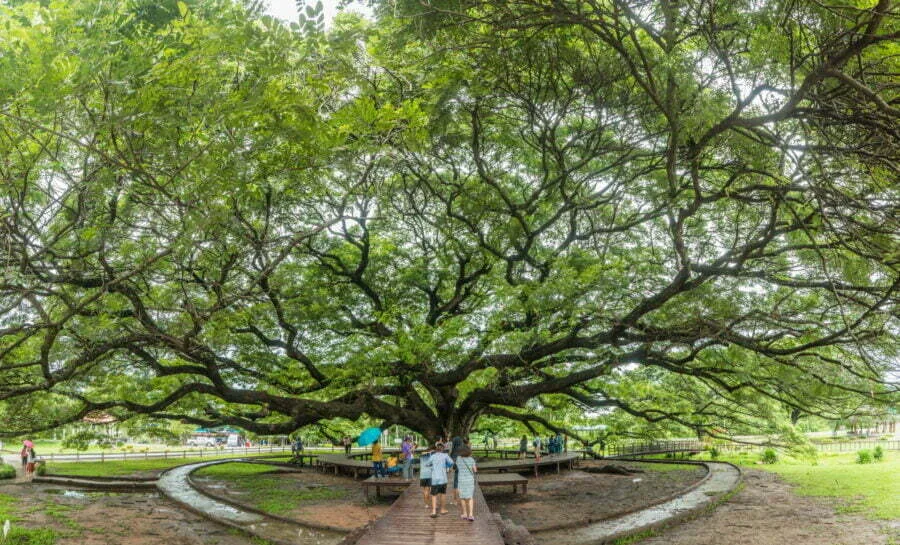 rain tree kanchanaburi