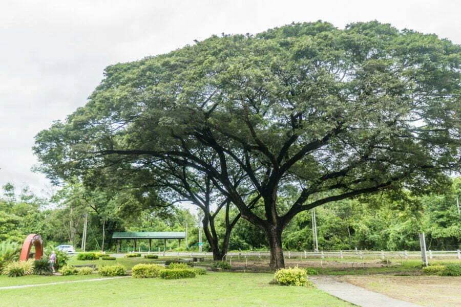 other rain tree kanchanaburi