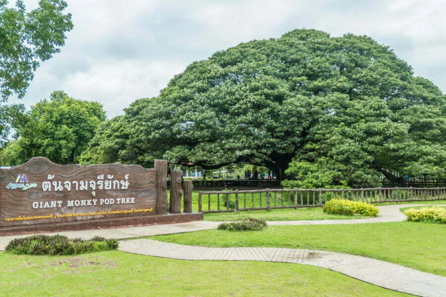 monkey pod tree kanchanaburi