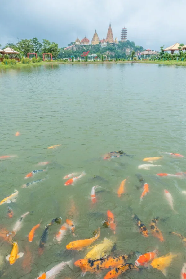 fish in pond with view of wat tham suea kanchanaburi