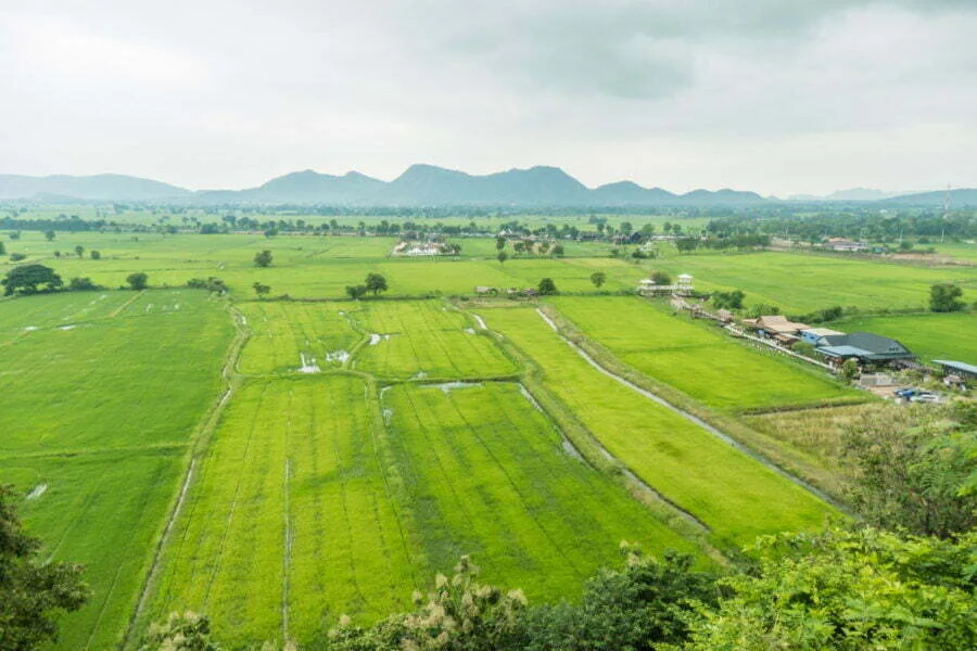 rice fields behind wat tham suea kanchanaburi