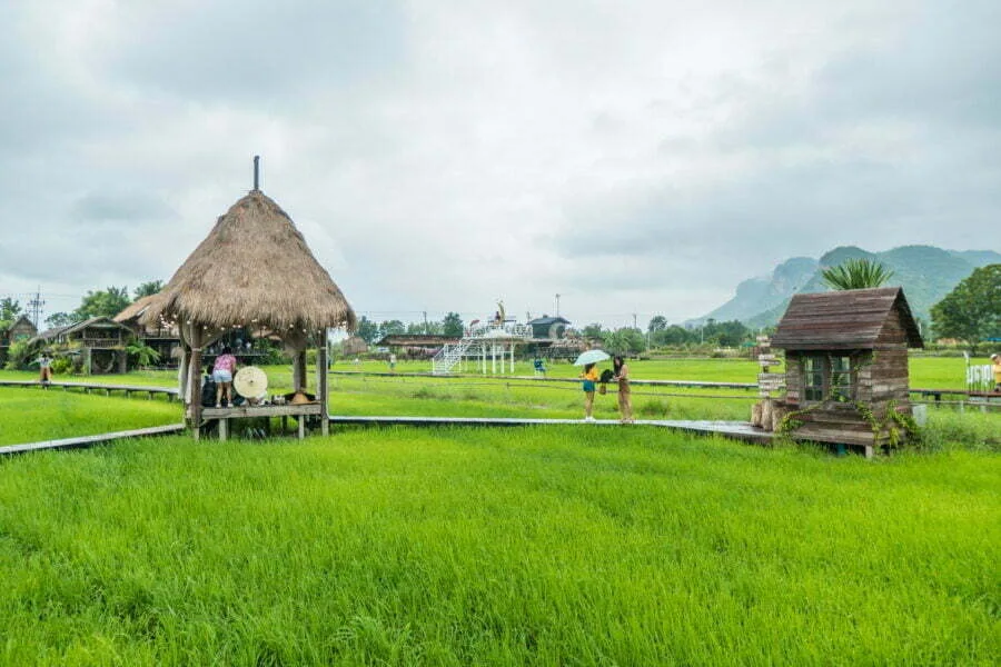 rice fields meena café kanchanaburi