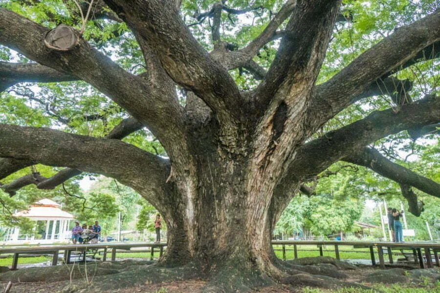 rain tree trunk kanchanaburi