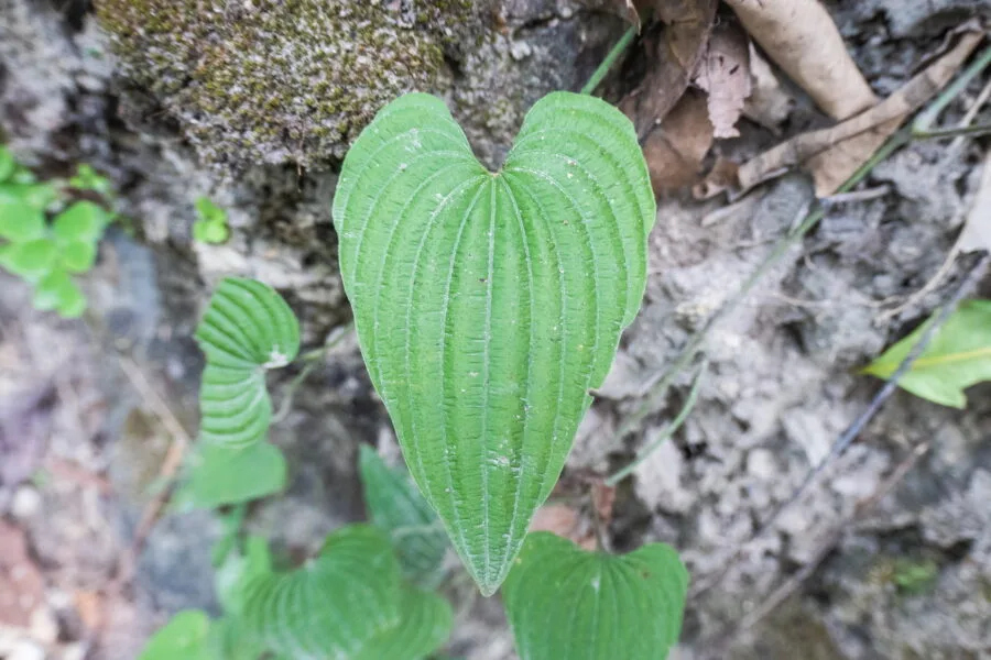 heart leaf ob khan national park