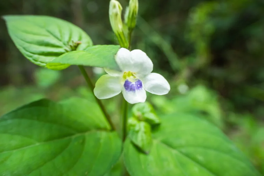 white flower ob khan national park