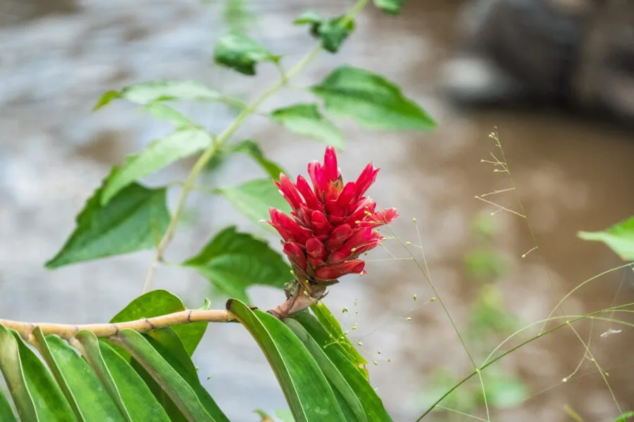 red flower national park ob khan