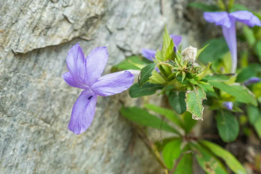 violet flower ob khan national park
