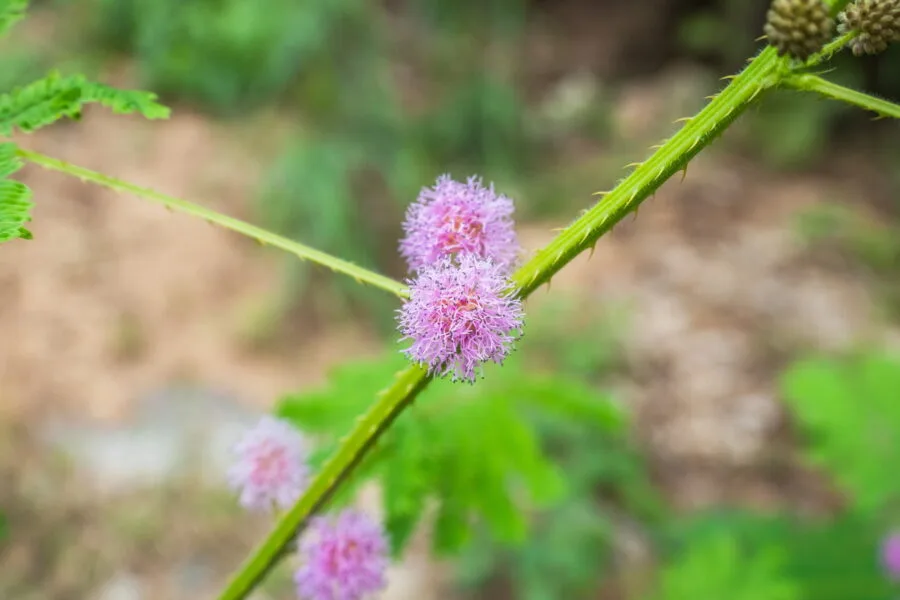 pink balls flowers ob khan national park