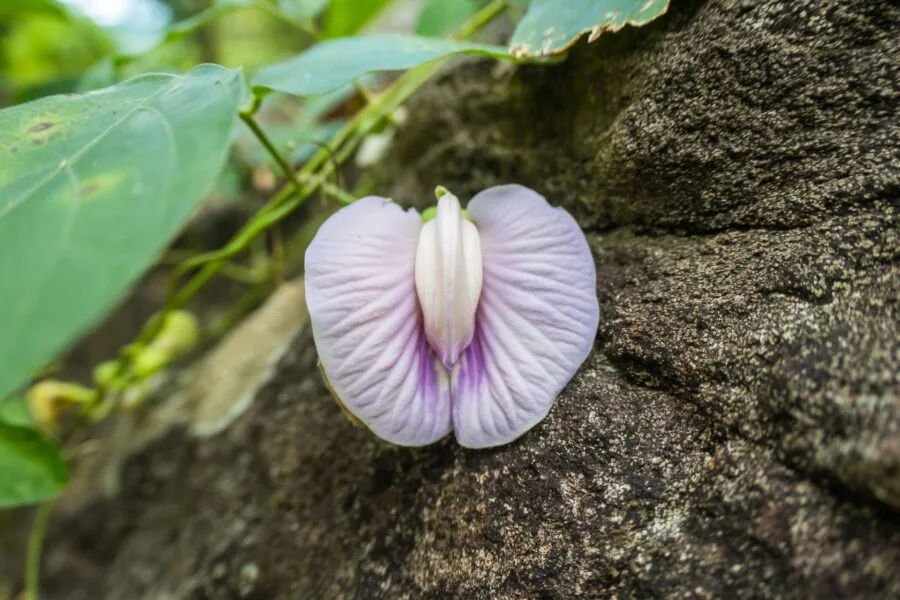 pretty flower ob khan national park
