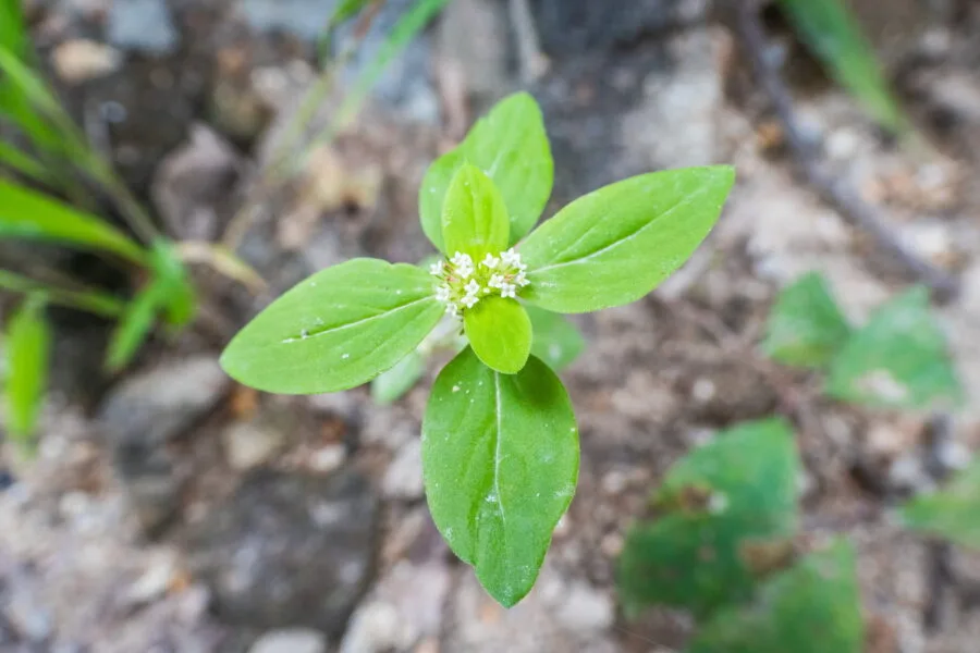 small white flower ob khan national park