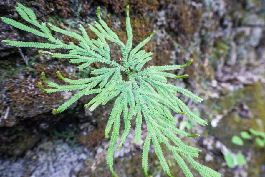 small fern ob khan national park