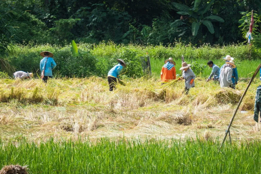 workers rice fields south chiang mai