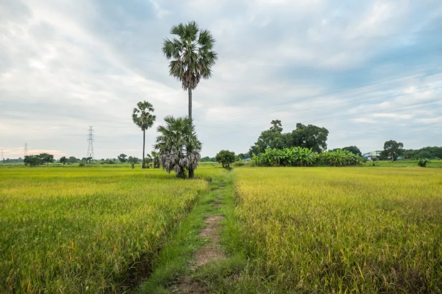 countryside around victoria waterlilies phitsanulok