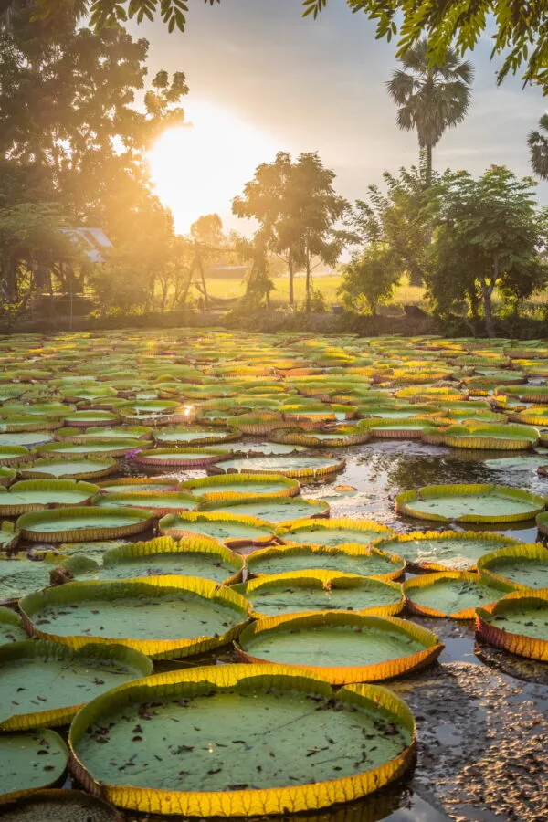 sunset pond water lilies phitsanulok