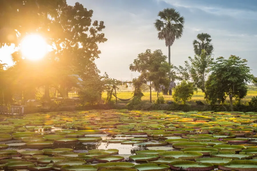 sunset victoria waterlilies phitsanulok