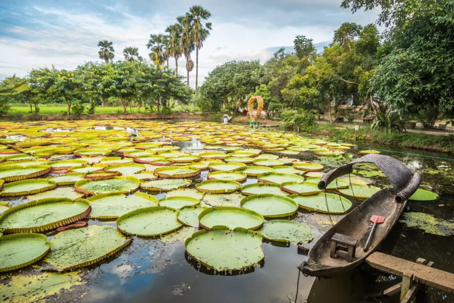 pond giant water lilies phitsanulok