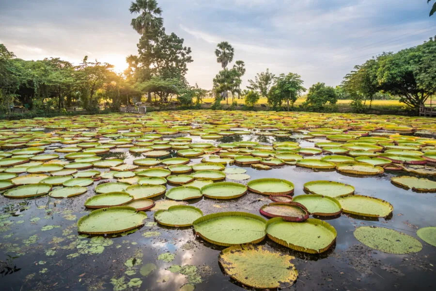 pond water lilies victoria waterlilies phitsanulok