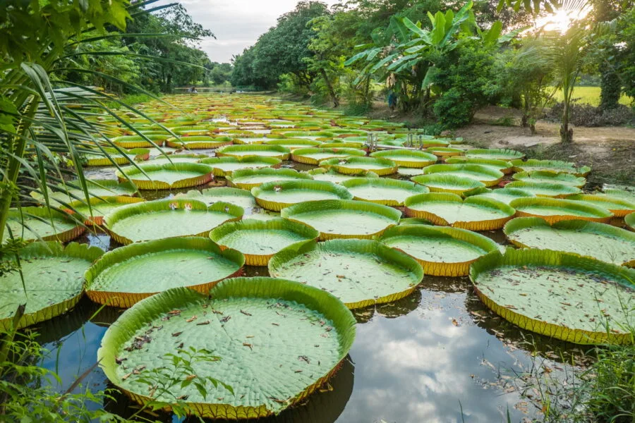 secondary pond water lilies phitsanulok