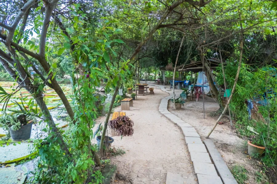 garden victoria waterlilies phitsanulok
