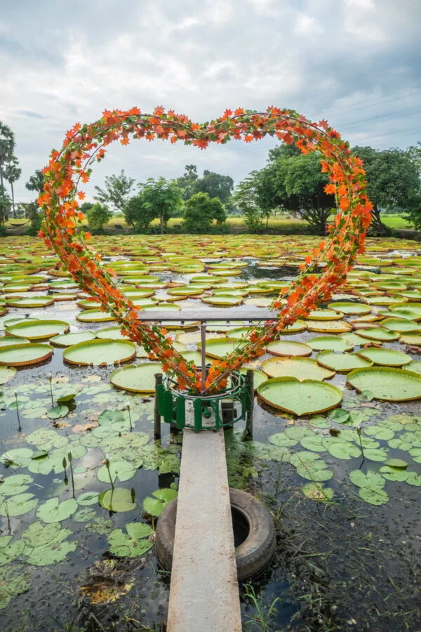 photo spot heart victoria waterlilies phitsanulok