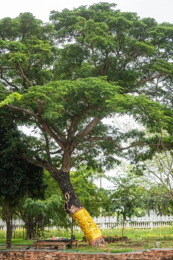 trunk decorated wat chula manee phitsanulok