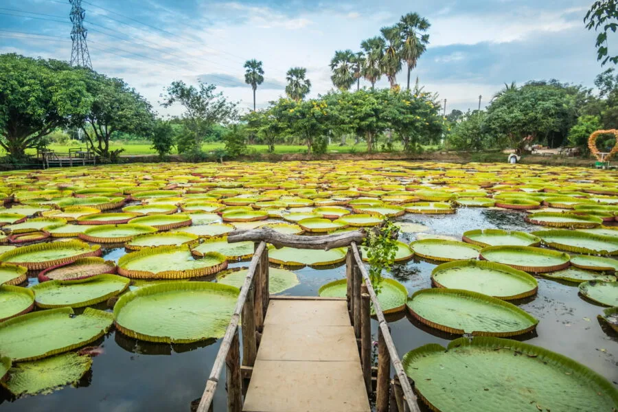 victoria waterlilies phitsanulok