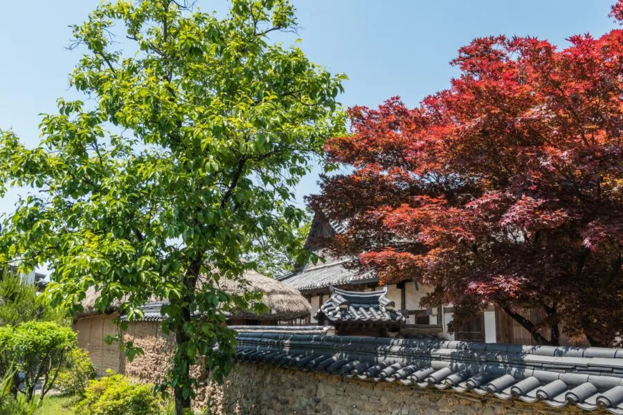 colorful tree hahoe street
