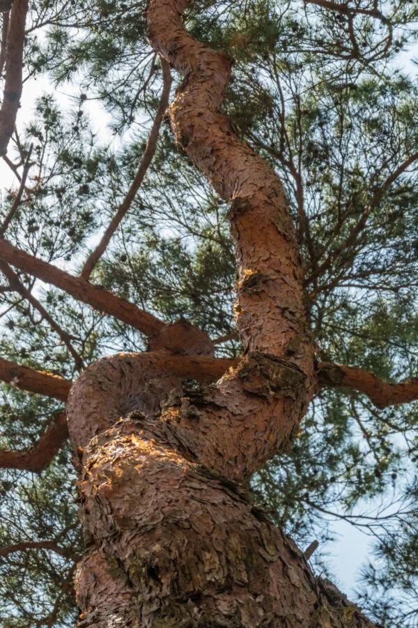 crooked tree mansongjeong hahoe
