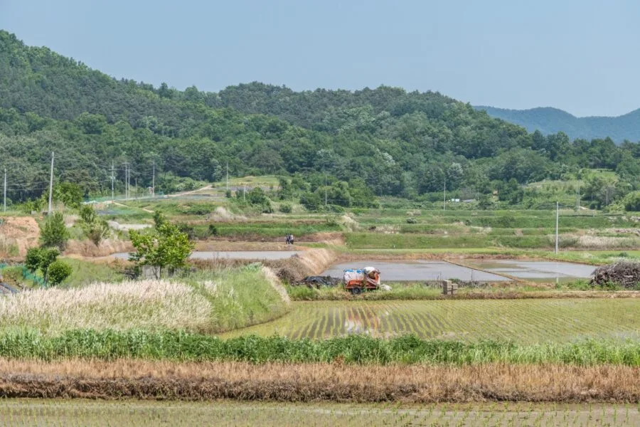 hahoe rice fields south korea