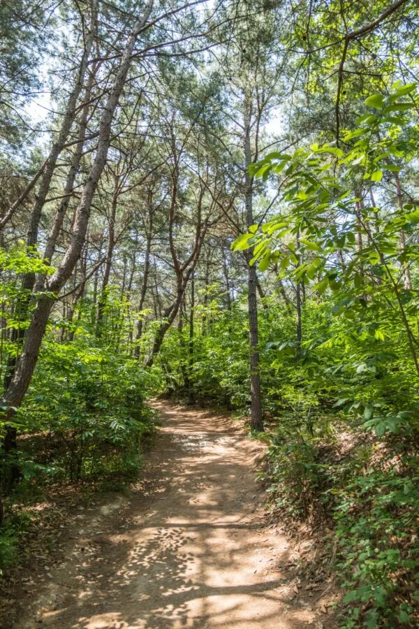 Buyongdae Hahoe cliff pine forest path