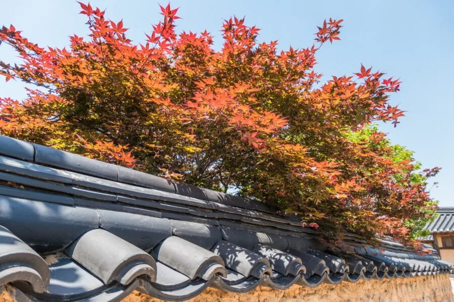 like autumn colors hahoe