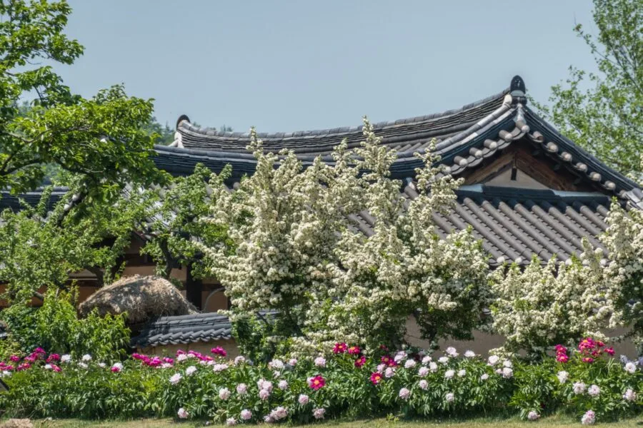 flowers village hahoe south korea