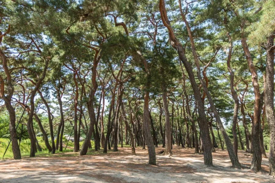 mansongjeong pine forest hahoe