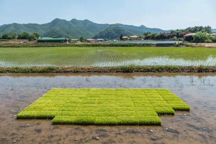 hahoe rice shoot south korea