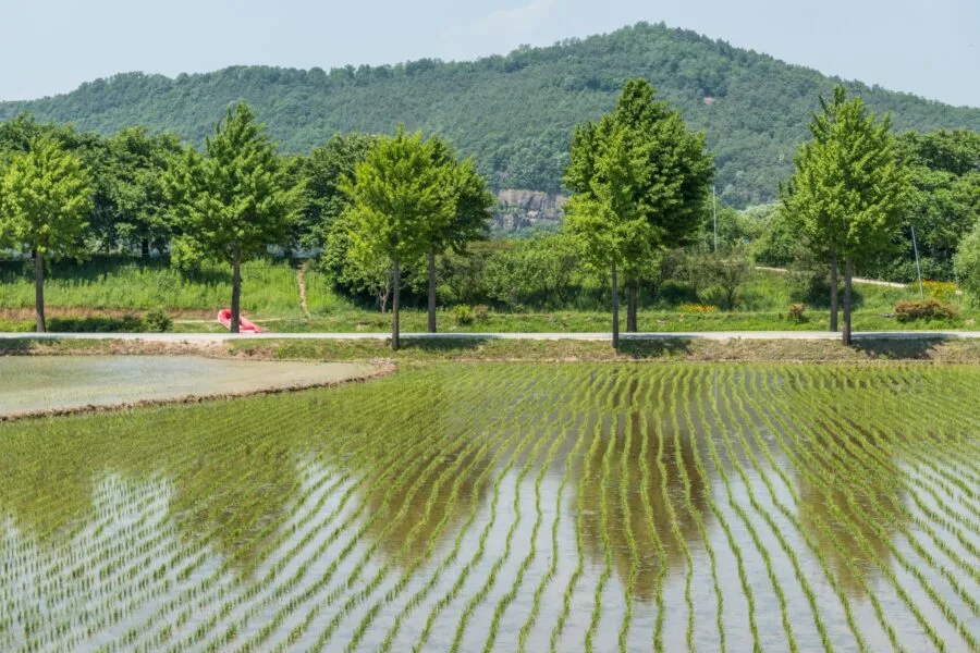 hahoe rice field south korea