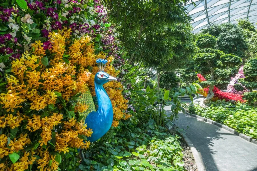 peacock in bloom jewel changi airport singapore