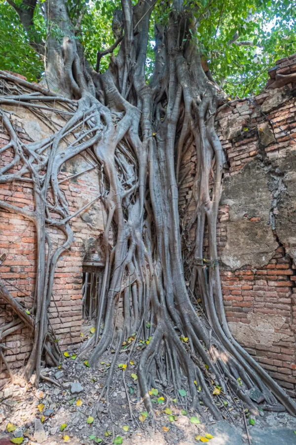 tree on wall wat sai - inburi