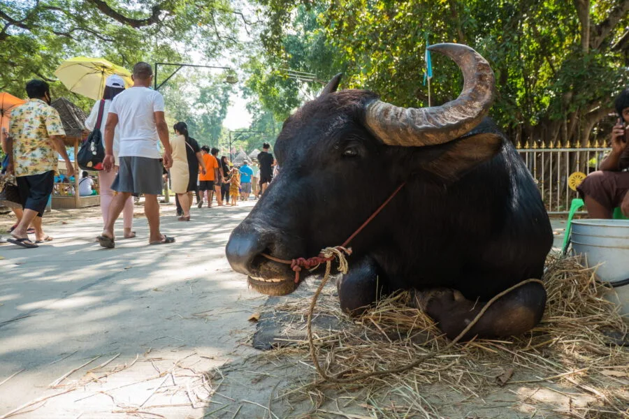 buffalo - ban rachan old market - singburi