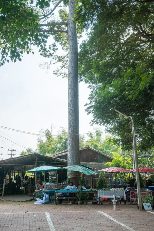 big tree wat sai - inburi