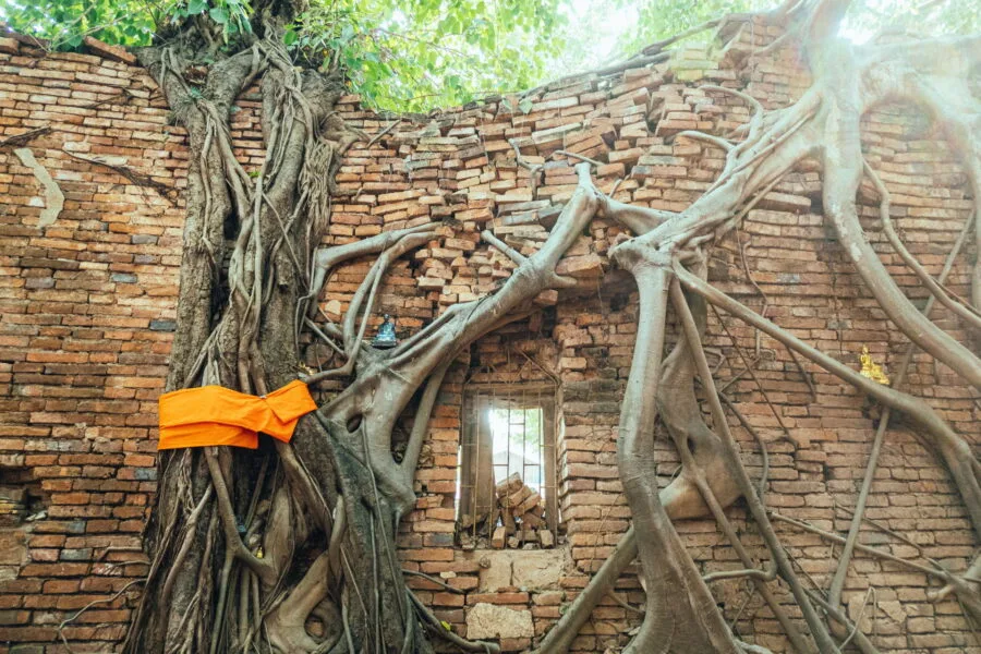 roots interior wall wat sai - inburi