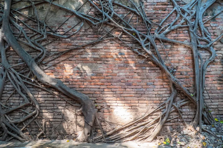 wall roots - wat sai - inburi